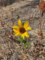 Helianthus bolanderi