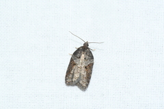 Acleris macdunnoughi