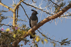 Corythaixoides leucogaster