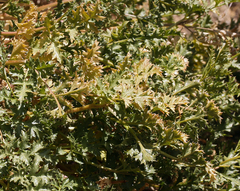 Tauschia parishii