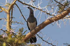 Corythaixoides leucogaster