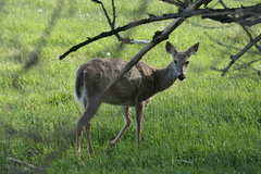 Odocoileus virginianus