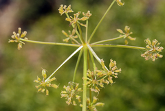 Tauschia parishii
