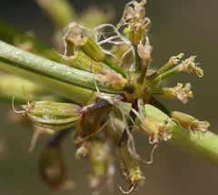 Tauschia parishii