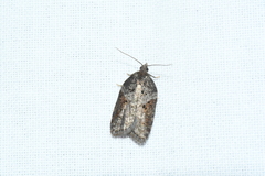 Acleris macdunnoughi