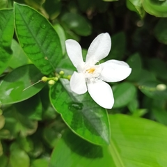 Wrightia antidysenterica