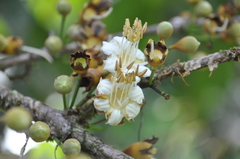 Mouriri cyphocarpa