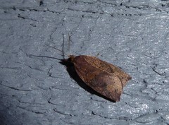 Planotortrix