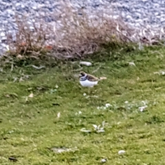 Charadrius vociferus