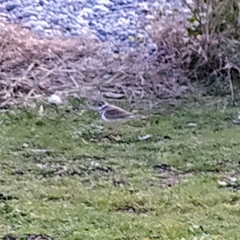 Charadrius vociferus