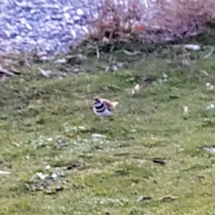 Charadrius vociferus