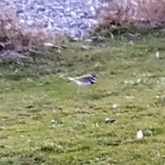 Charadrius vociferus