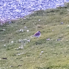 Charadrius vociferus