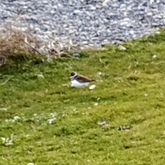 Charadrius vociferus