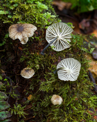 Marasmiellus