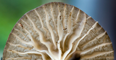 Marasmiellus