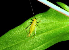 Cyrtoxipha columbiana