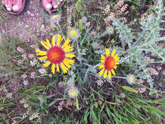 Gaillardia × grandiflora