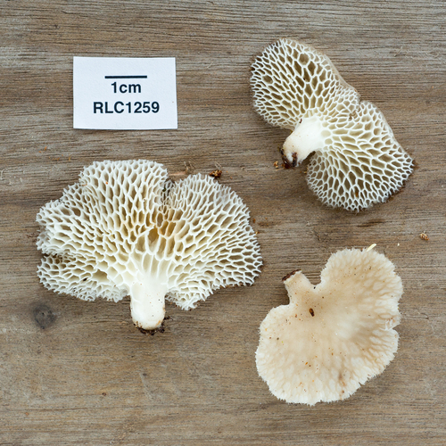 Favolus tessellatus