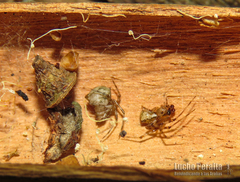 Cryptachaea altiventer