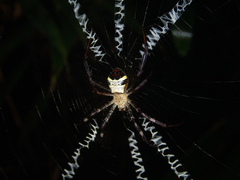 Argiope vietnamensis
