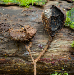 Nectria pseudotrichia