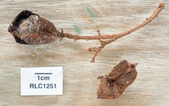 Nectria pseudotrichia