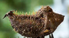 Nectria pseudotrichia