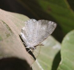 Spalgis lemolea lemolea