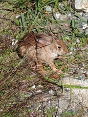 Sylvilagus floridanus