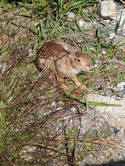 Sylvilagus floridanus