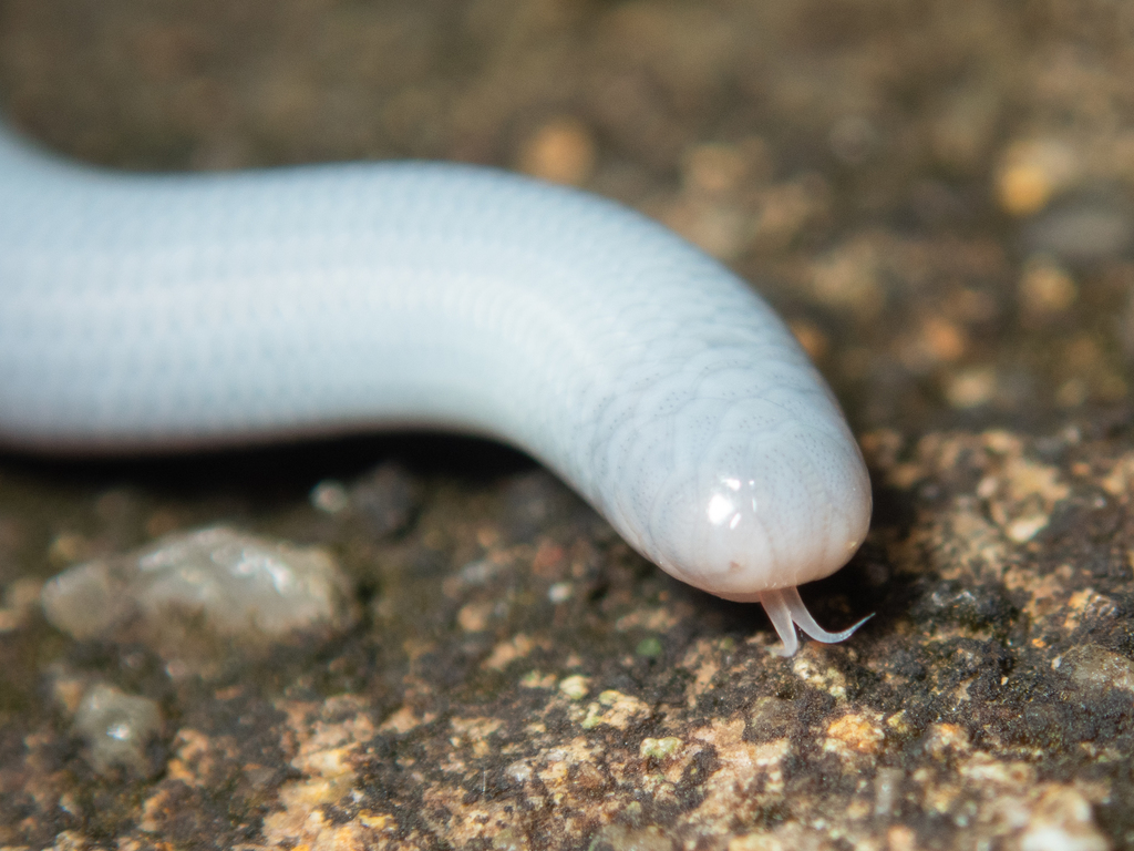 Indotyphlops braminus - Wikipedia