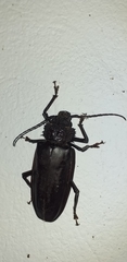 Mallodonopsis mexicanus