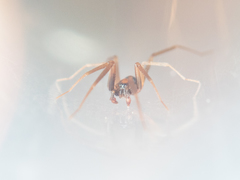 Phrurolithidae