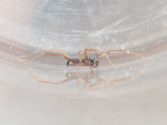 Phrurolithidae