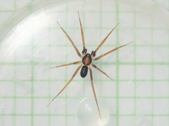 Phrurolithidae