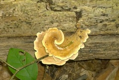 Steccherinum rawakense