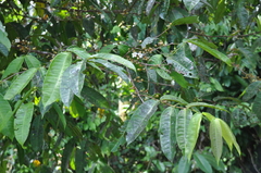 Mouriri cyphocarpa