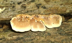 Steccherinum rawakense