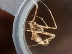 Rhomphaea labiata