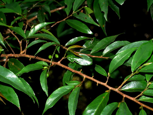 Image of Antidesma japonicum by (c) Jacy Chen, some rights reserved (CC BY)