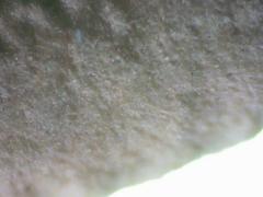 Steccherinum rawakense