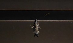 Strepsicrates ejectana