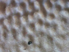 Steccherinum rawakense