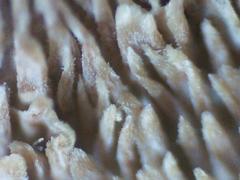 Steccherinum rawakense