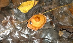 Podoscypha ravenelii