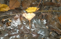 Podoscypha ravenelii