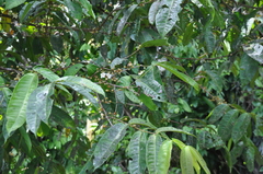 Mouriri cyphocarpa