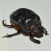 Escarabajo Cavador - Photo (c) Francisco Acosta, algunos derechos reservados (CC BY-NC), subido por Francisco Acosta
