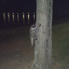 Procyon lotor